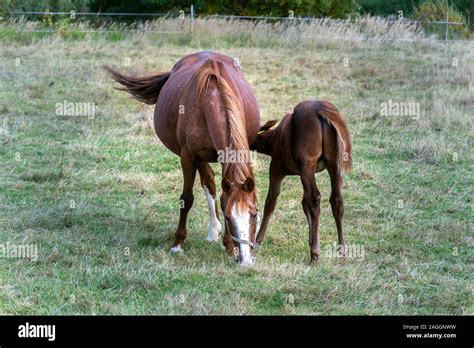 suce un cheval